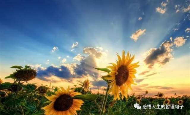 说说心情短语人生感悟:人生感悟致自己