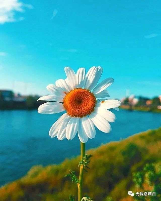 越看越入迷的人生感悟句子,发朋友圈引人深思!