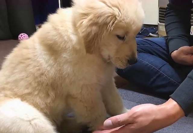  和哈士奇做了 朋友买了条会搞人的狗