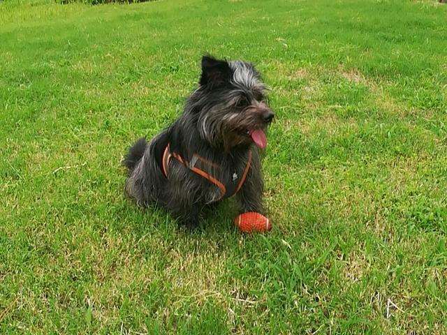 狗狗太快了我有点接受不了 狗×人文推荐writer