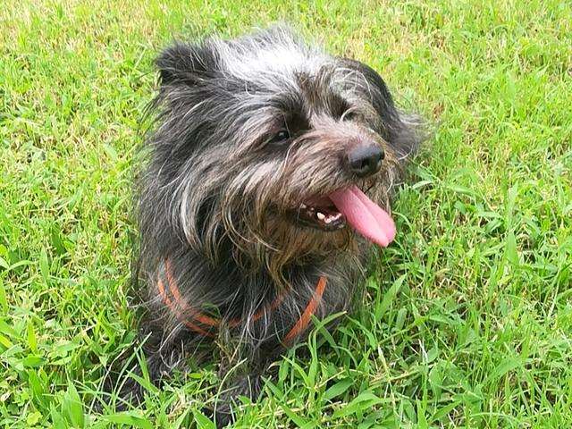 狗狗太快了我有点接受不了 狗×人文推荐writer