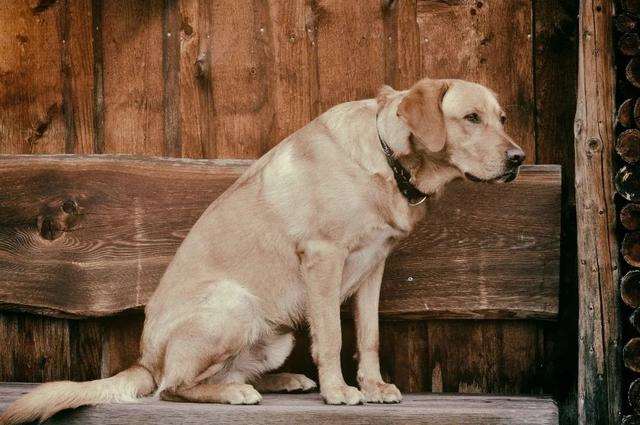 很多男人养狗是自己用 人与畜禽
