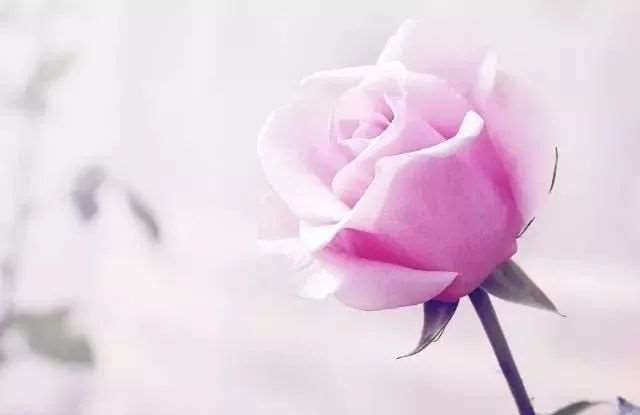 很好的五句话(送给所有人)