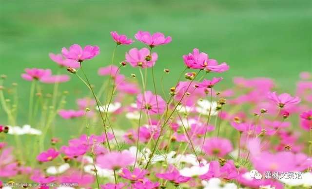 有哪些简而不素的句子让你一笑而过?