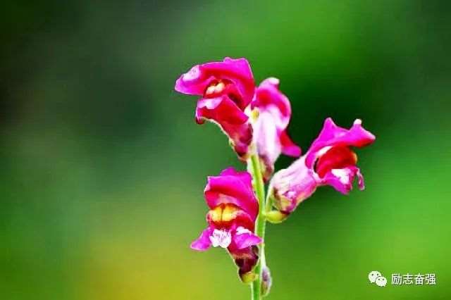 醒悟人生的句子,意义深远,受益无穷