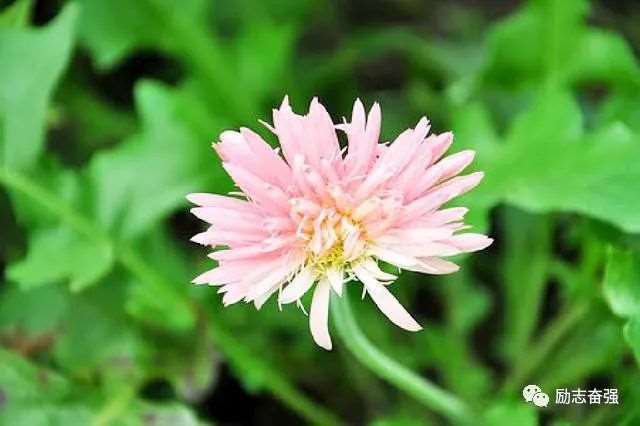 醒悟人生的句子,意义深远,受益无穷