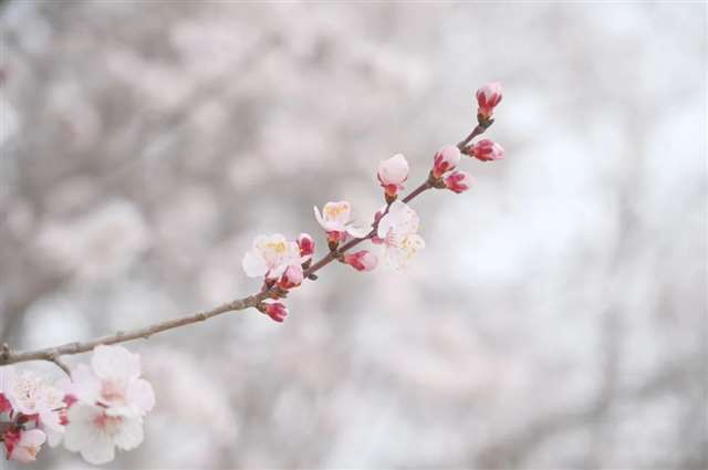 ● 总会有一缕春风,为你而来