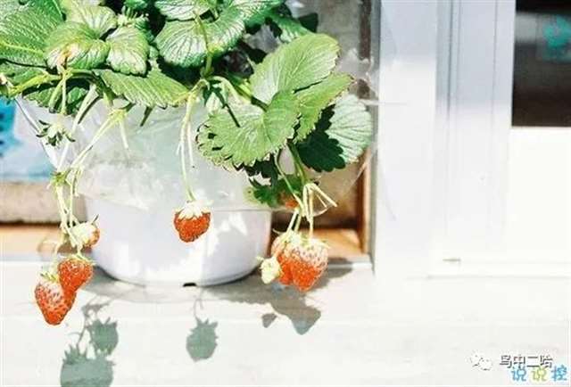 表达爱意的唯美句子配图 肯定能打动你心的唯美说说带图片