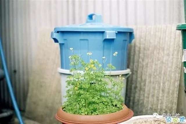 表达爱意的唯美句子配图 肯定能打动你心的唯美说说带图片