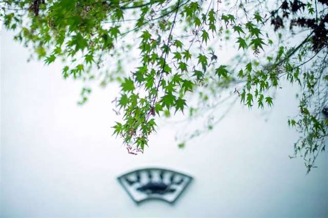 相思,是一句婉转的“爱你”