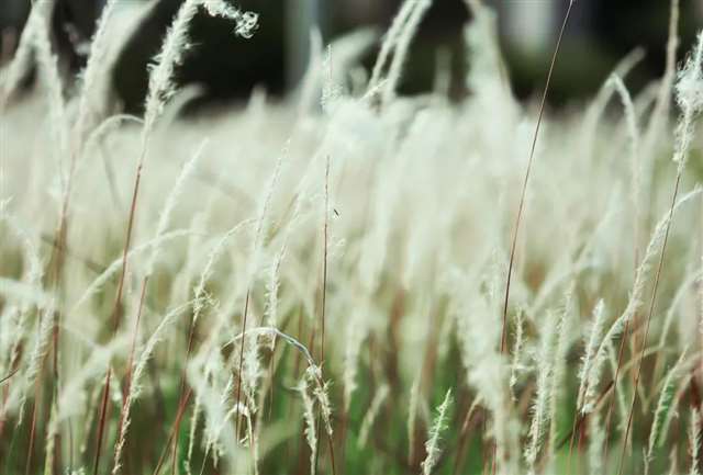 相思,是一句婉转的“爱你”