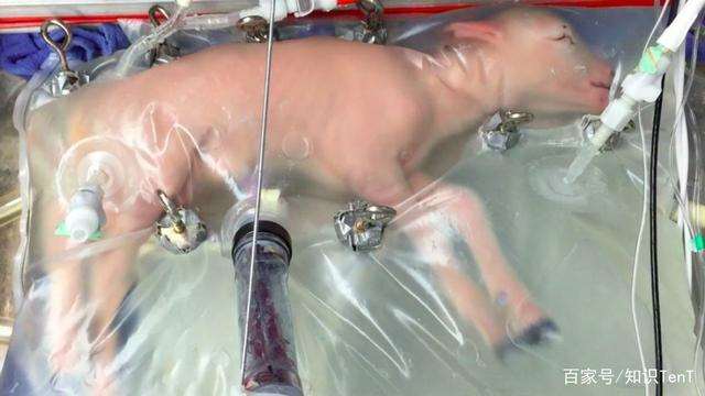 怀了爸爸的孩子而且还生下来 爹和女儿生了宝宝