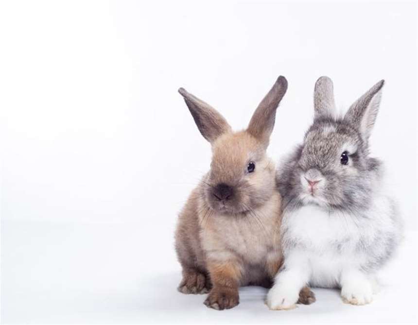 两个大兔子抖来抖去的图片