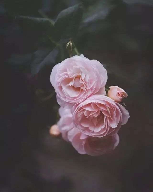 心寒的句子 真心付出换来却是寒心