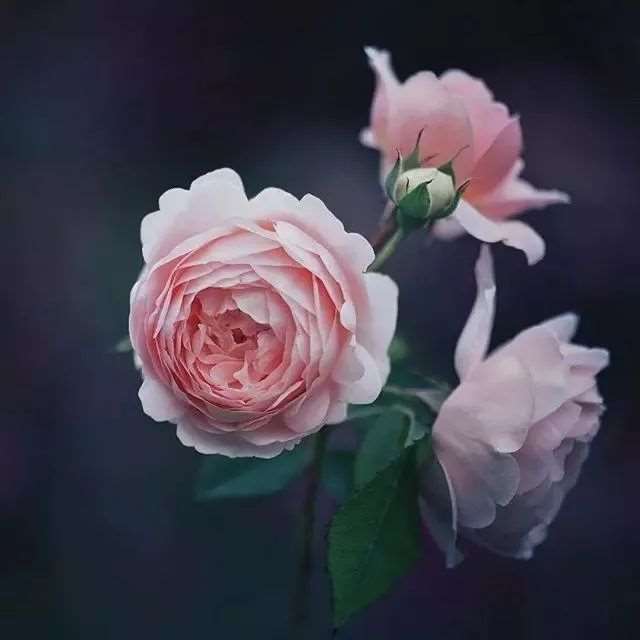 心寒的句子 真心付出换来却是寒心