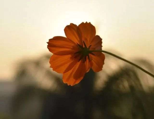 微信感悟人生的经典心情语录,句句入心