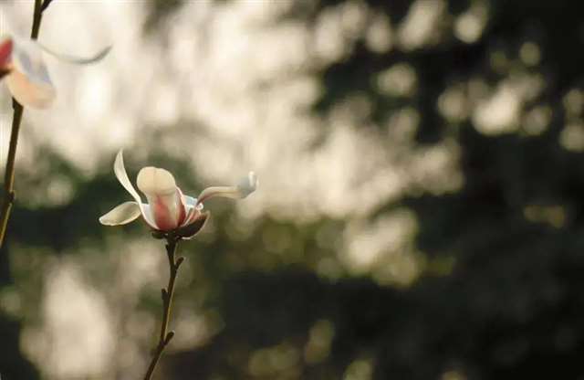 为什么人心换不来人心?(扎心)