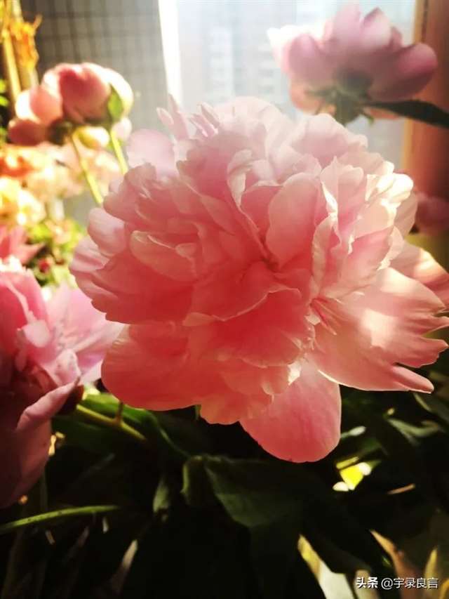 深夜写给自己的心情微语录,超精致超走心