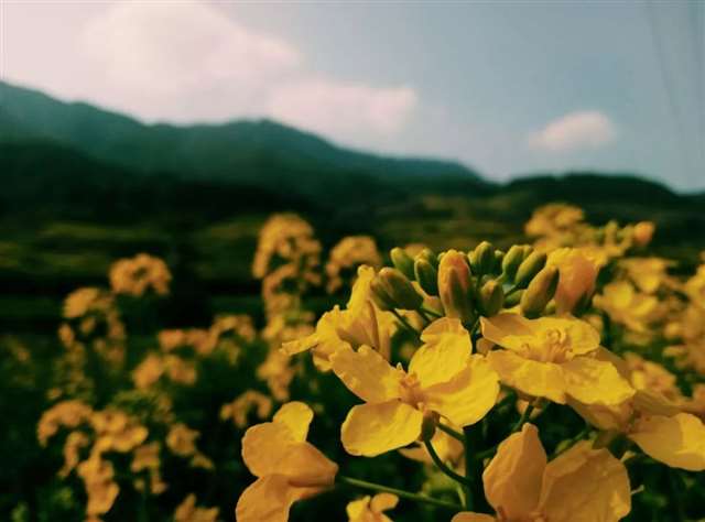 朋友圈人气超高的诗词句子,句句触动心灵,挑一句送给自己吧!