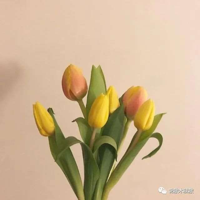 致自己的早安生活短句,拿去发朋友圈!