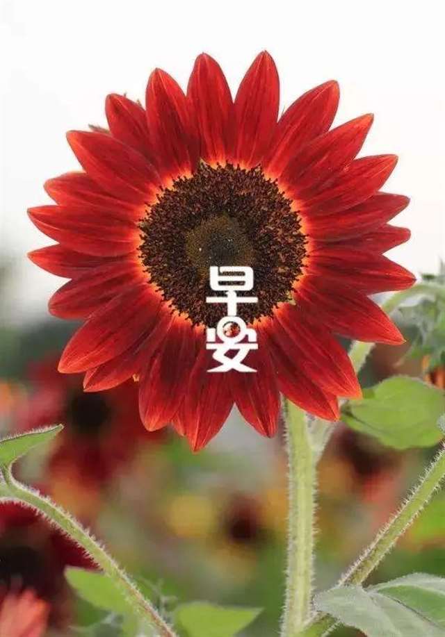 最新早安问好的句子 早安正能量说说