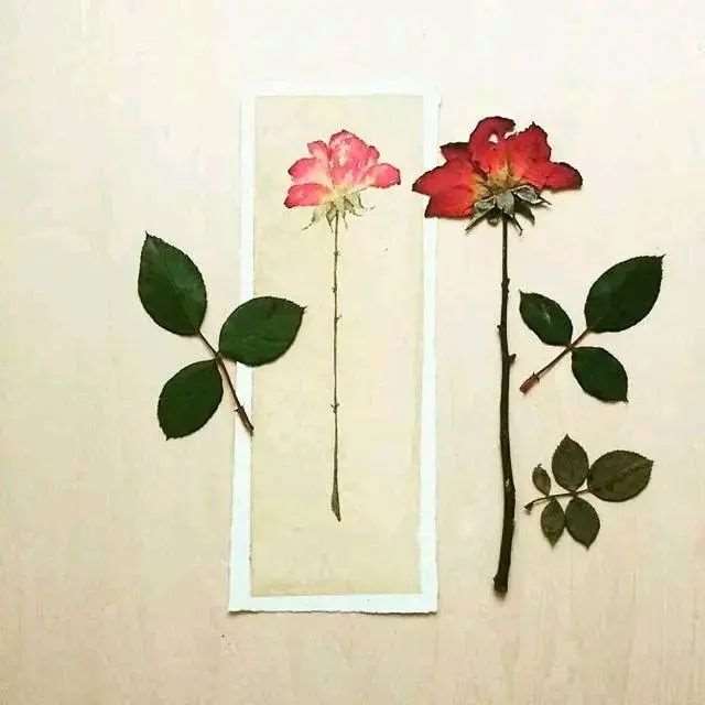 一辈子忘不了的20句经典句子,每一句都让人深受启发!