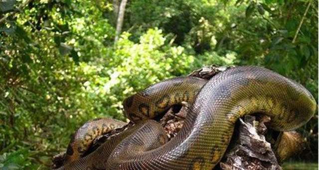 巨蟒小子幸福生活             我胯下有根大巨蟒        