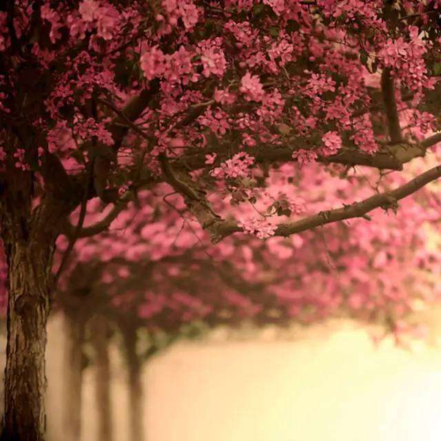 七首最美的中国现代情诗