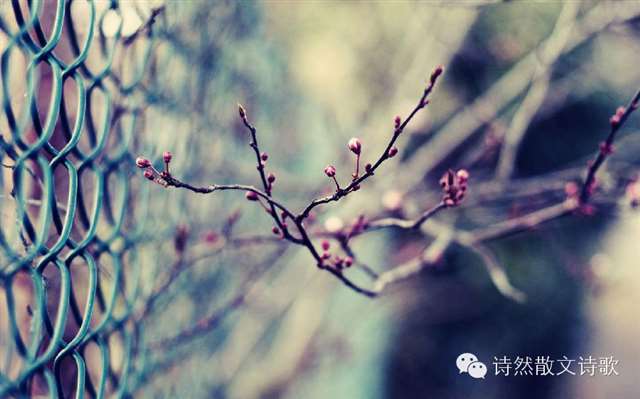 古香古色的唯美爱情句子集锦!