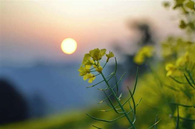 10首意境优美的小诗,美了眼,醉了心,惊艳了时光