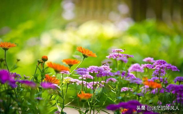 美丽的岳再度怀孕李艳秋真人口述