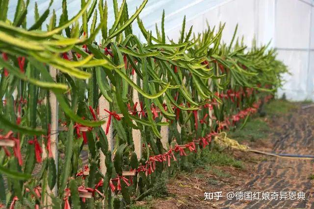 陪床保姆 性陪护