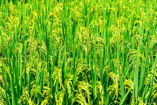 二姑给我 我和二姑的情事