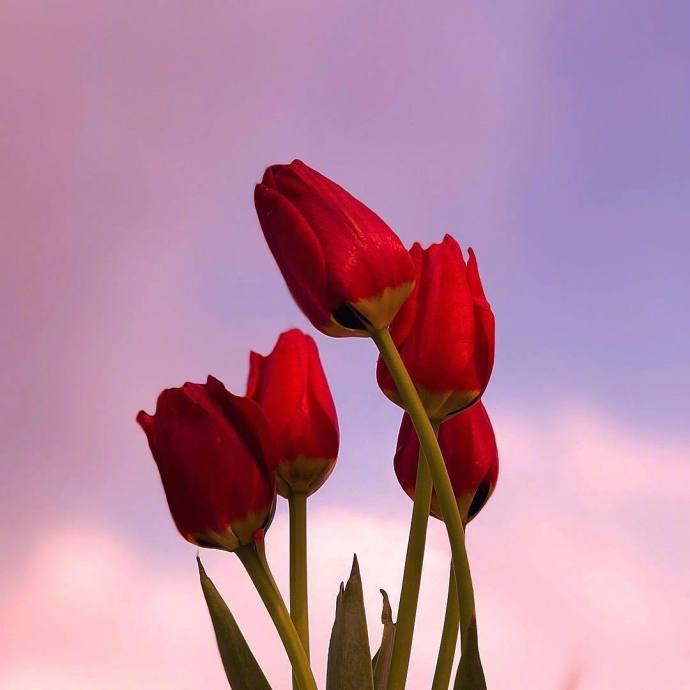 火爆朋友圈的晚安语录，总有一句触动你的心！