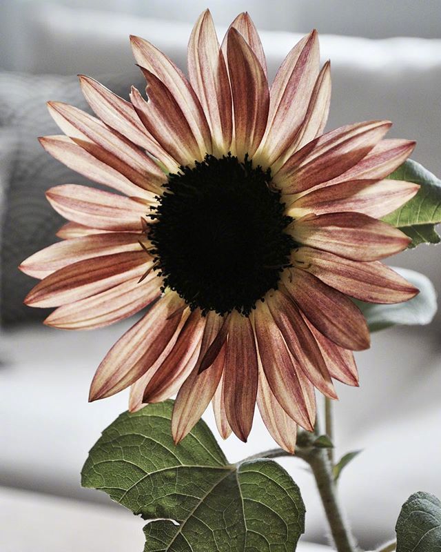 真情流露的浪漫情话，特别甜蜜，一句顶十句！