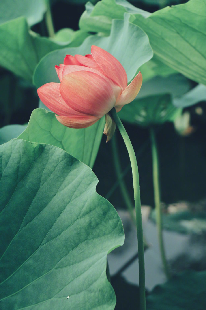 适合发朋友圈的感慨文案，看完让人醍醐灌顶！