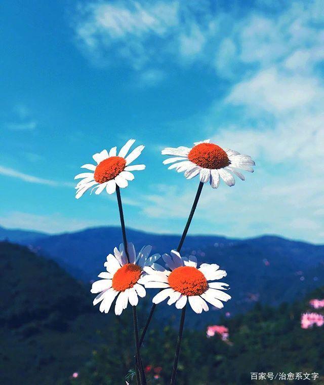 最潮最火的早安说说，经典入心，百看不厌！