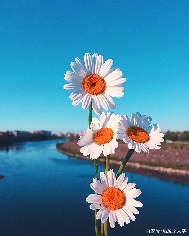 最潮最火的早安说说，经典入心，百看不厌！