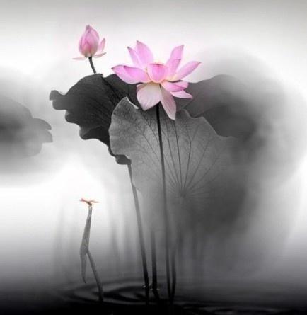 越看越宽心的佛语禅心，每日一读，豁达一生！