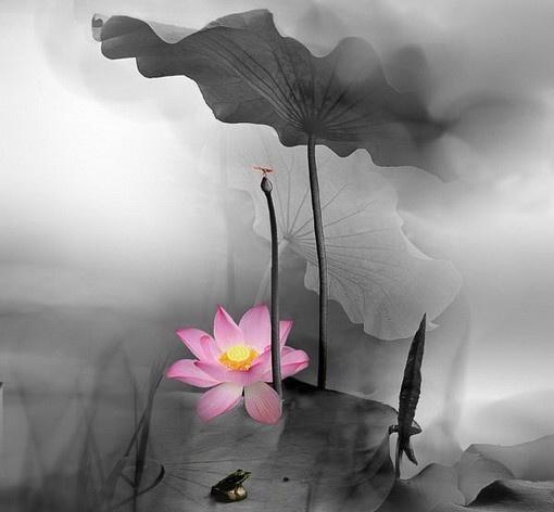 越看越宽心的佛语禅心，每日一读，豁达一生！