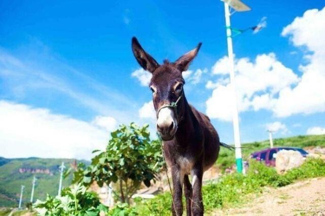 修心养性的佛语，一字千金，醍醐灌顶！