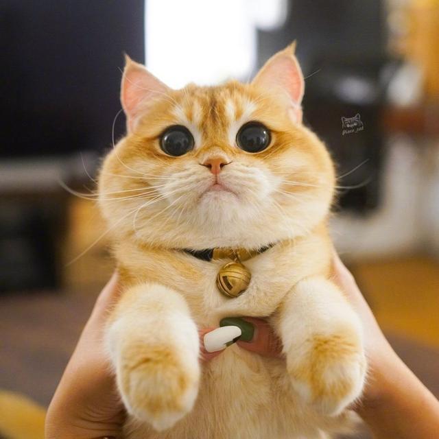 让人捧腹大笑的幽默说说，搞笑至极，火爆朋友圈！