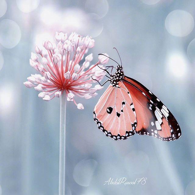 二月干净有气质的早安心语，发朋友圈太合适了！