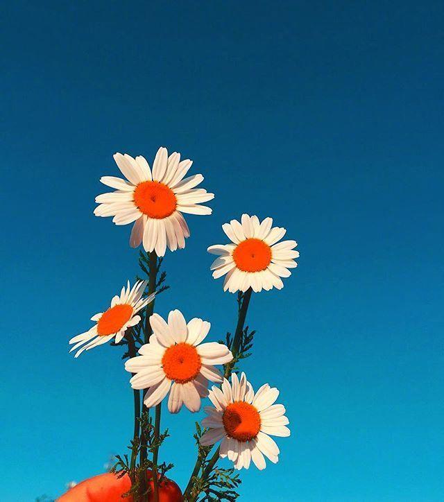 适合早上发的简短好句子，愿你心向阳光！