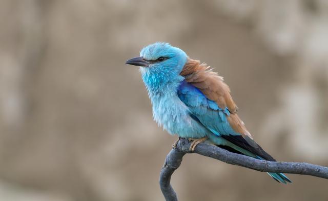 朋友圈很火的佛语禅心，读懂后什么都看开了！