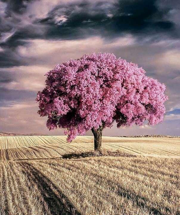 十二月最暖心的晚安心语，唯美宁静，沁人心脾！