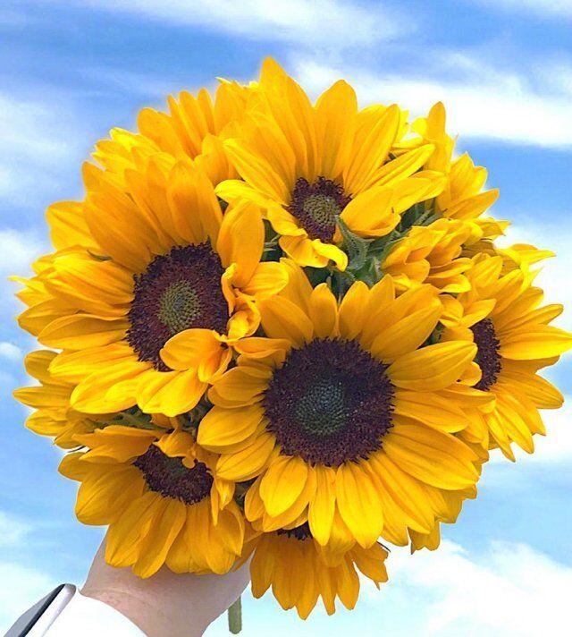 清晨阳光正能量精致文案，句句拉风，刷爆朋友圈！