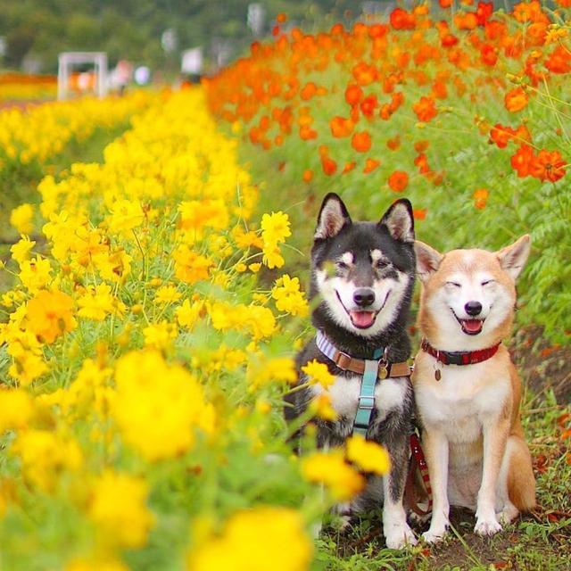 七夕情人节秀恩爱的句子，很甜很撩，没有之一！