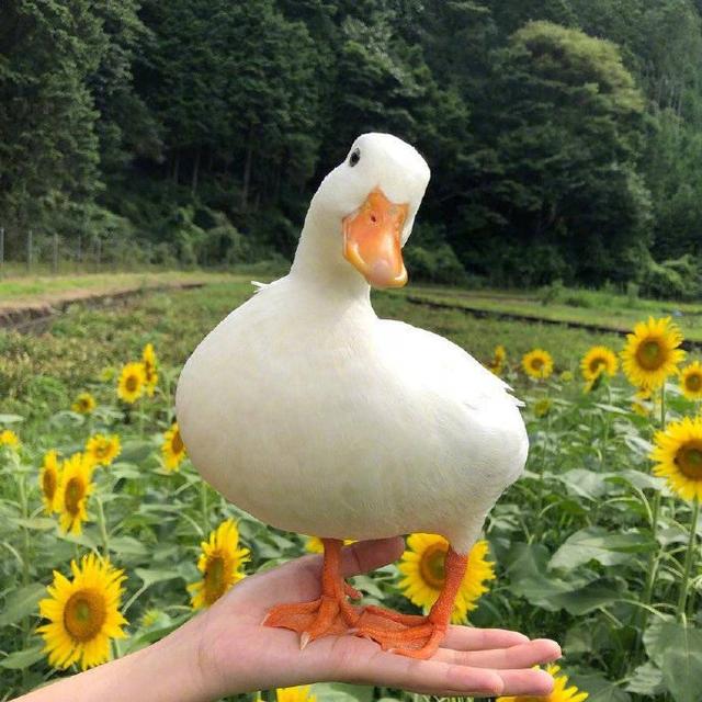 积极生活的人生感悟，看懂终生受益！