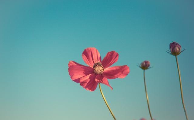 努力上进的励志语录，送给默默奋斗，矢志不渝的你！